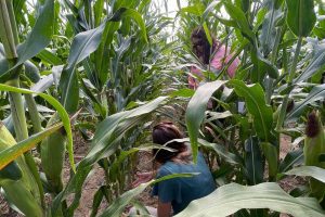 Two people in a corn field 