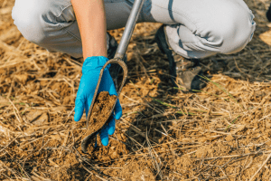 A scientist takes a soil sample in a field using a metal soil sampling probe